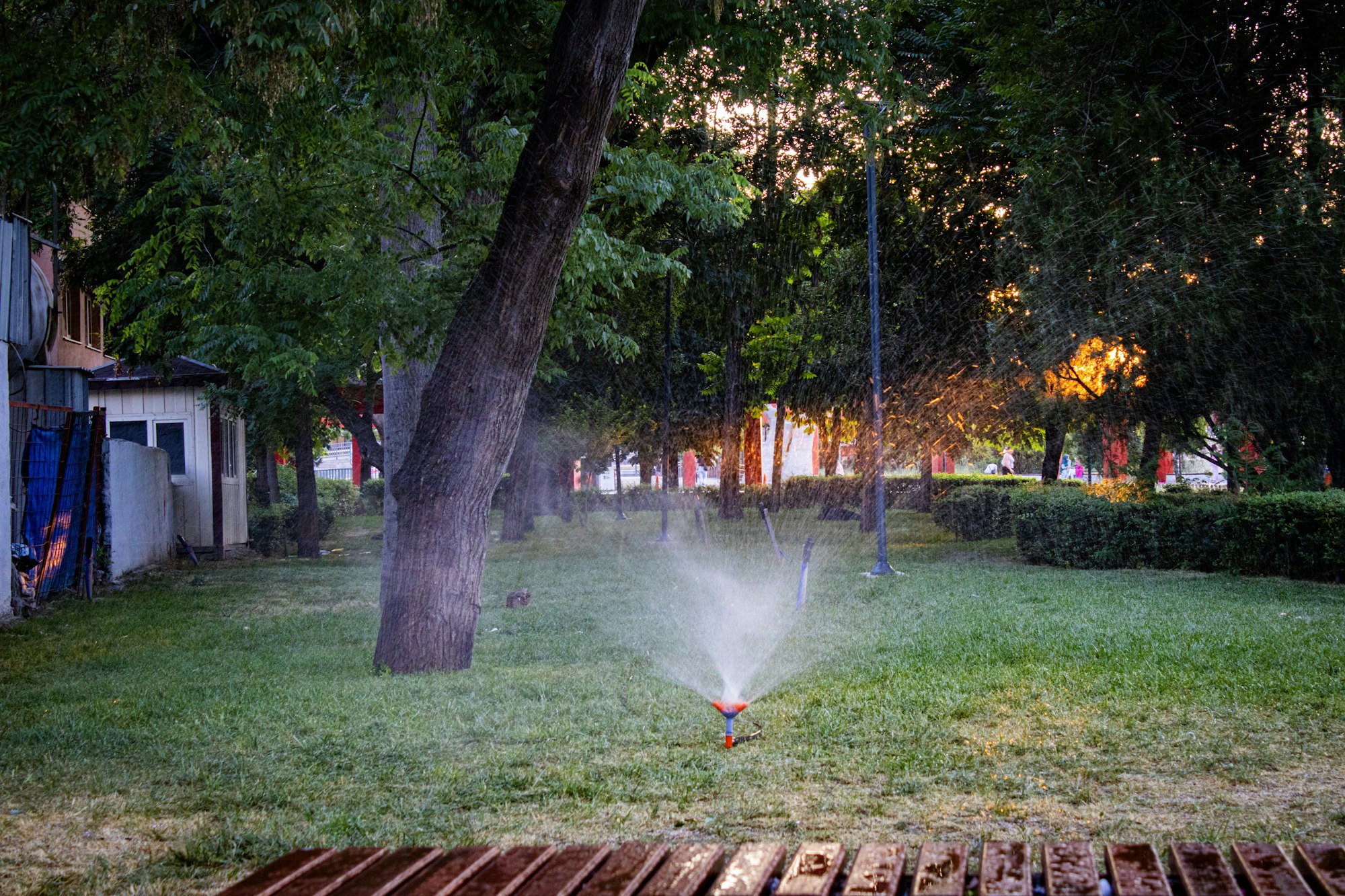 Automated irrigation sprinklers watering a healthy green landscape